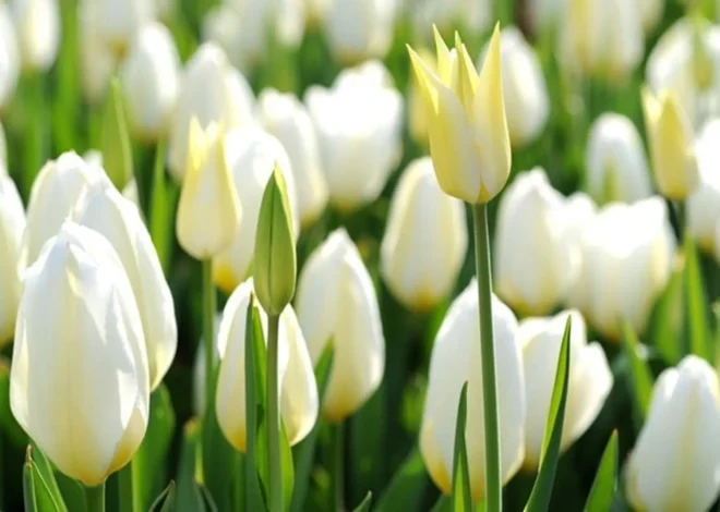 Hoa tulip đẹp – Ý nghĩa, cách chăm sóc và mẫu hoa tươi mới nhất