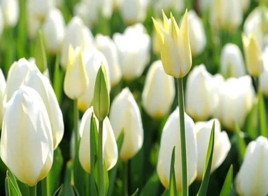 Hoa tulip đẹp – Ý nghĩa, cách chăm sóc và mẫu hoa tươi mới nhất