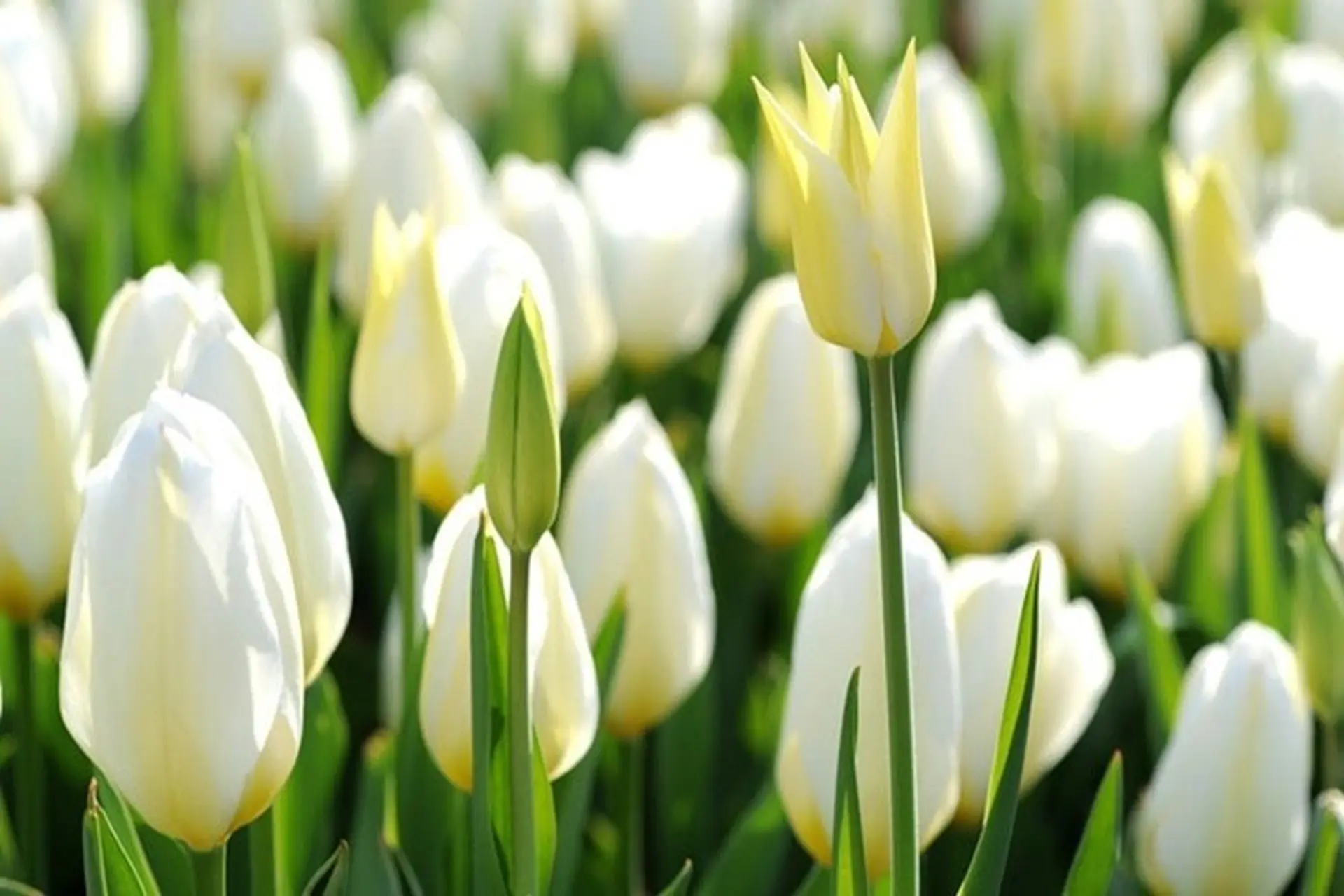 Hoa tulip đẹp – Ý nghĩa, cách chăm sóc và mẫu hoa tươi mới nhất