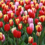 lễ hội hoa tulip