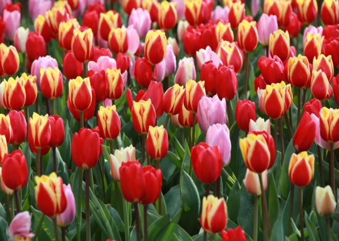 Lễ Hội Hoa Tulip Keukenhof 2026 Tại Hà Lan Có Gì Đặc Biệt?