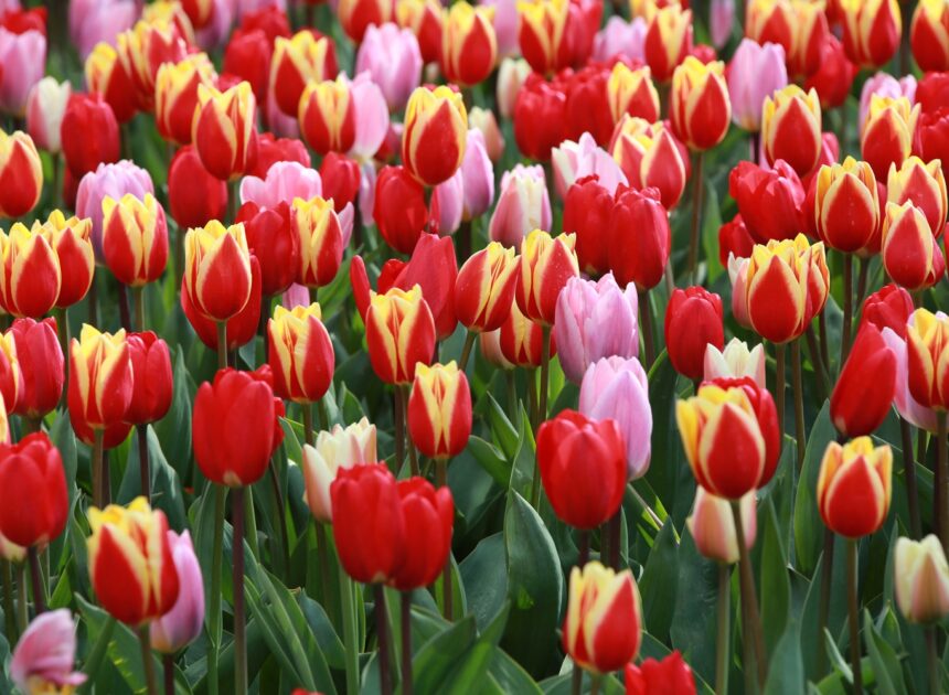 Lễ Hội Hoa Tulip Keukenhof 2026 Tại Hà Lan Có Gì Đặc Biệt?