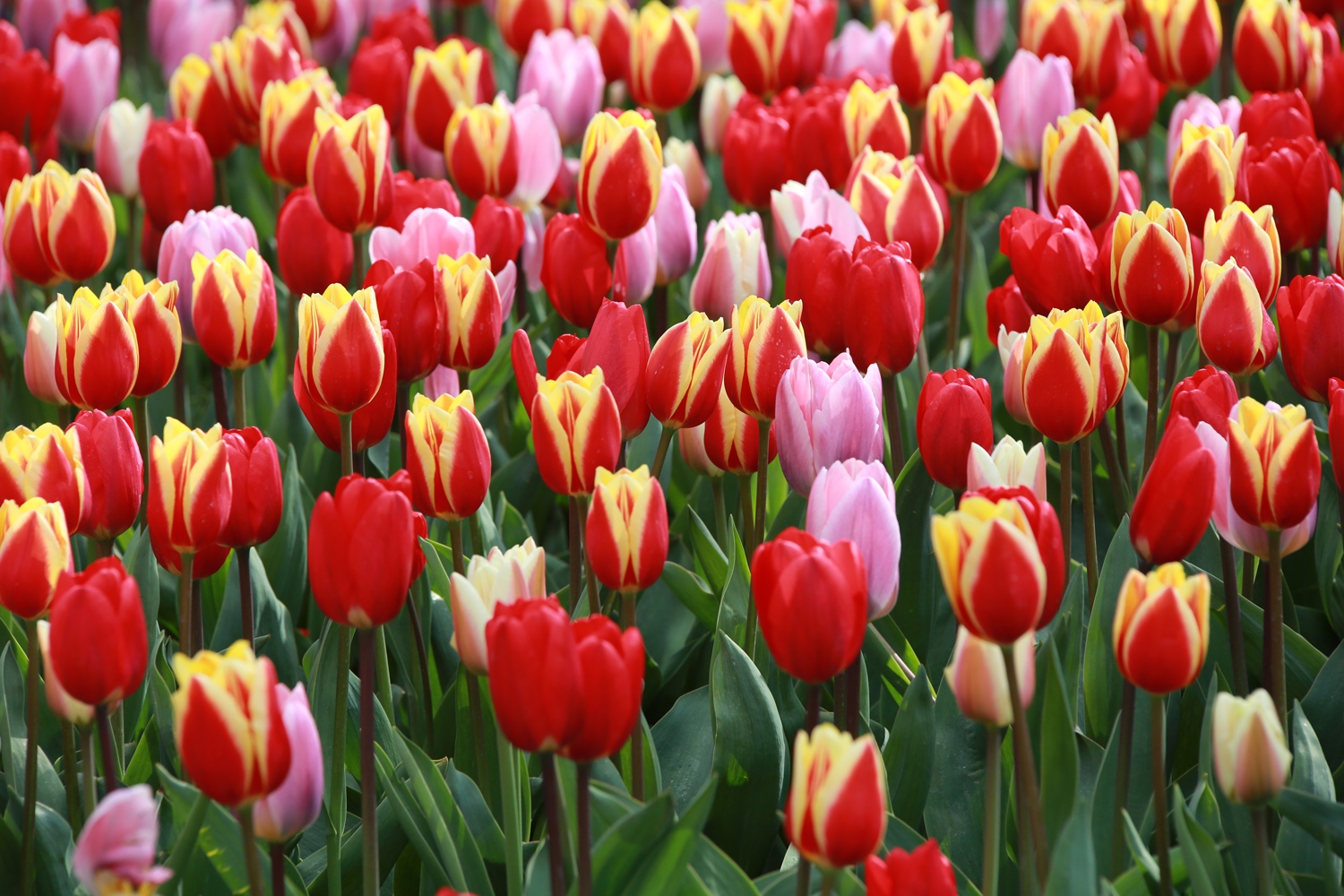Lễ Hội Hoa Tulip Keukenhof 2026 Tại Hà Lan Có Gì Đặc Biệt?