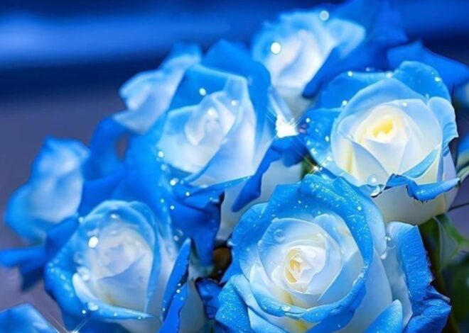 Hoa hồng – Ý nghĩa và bí quyết giữ hoa tươi lâu tại nhà