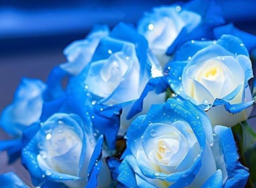 Hoa hồng – Ý nghĩa và bí quyết giữ hoa tươi lâu tại nhà