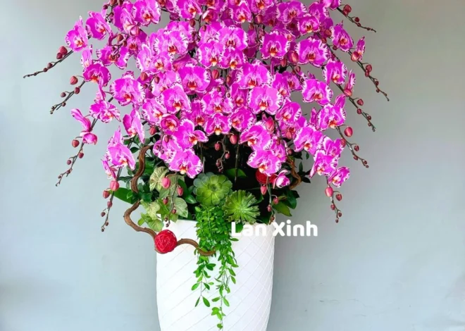 Hoa lan hồ điệp: Bí quyết chăm sóc để cây luôn tươi lâu tại nhà