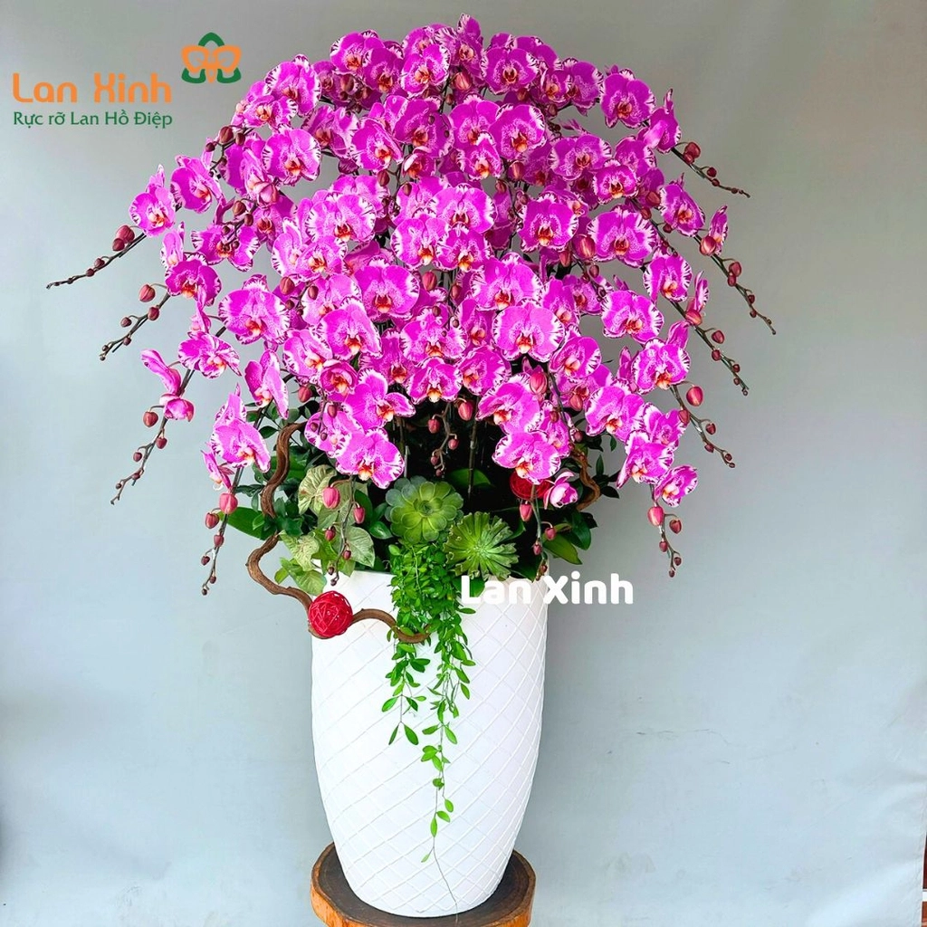 Hoa lan hồ điệp: Bí quyết chăm sóc để cây luôn tươi lâu tại nhà